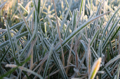 frost-gras